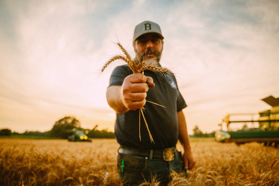 A farmer holds out a bundle of grain stalks in the field.