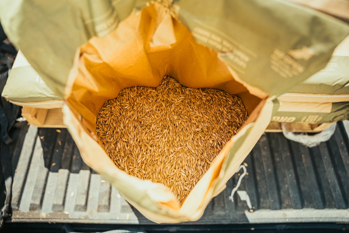 An open sack of hulled grain.